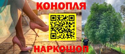 сатива Лесосибирск